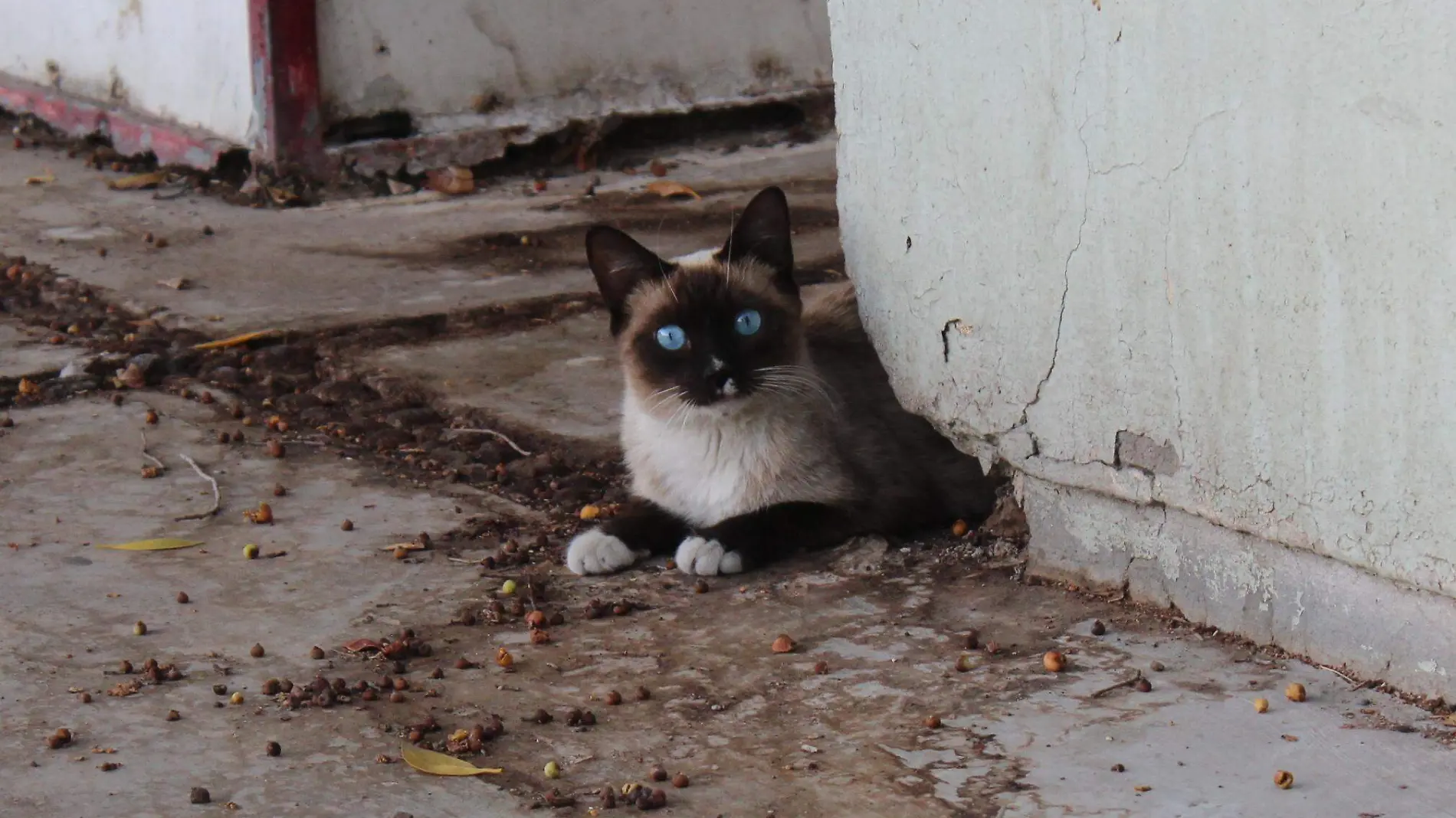 Gatos de la calle - Mike Acosta (2)